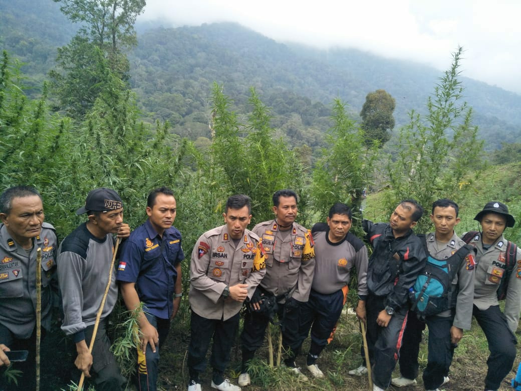 Polres Madina Buru  Dua Petani Ganja Asal Madina