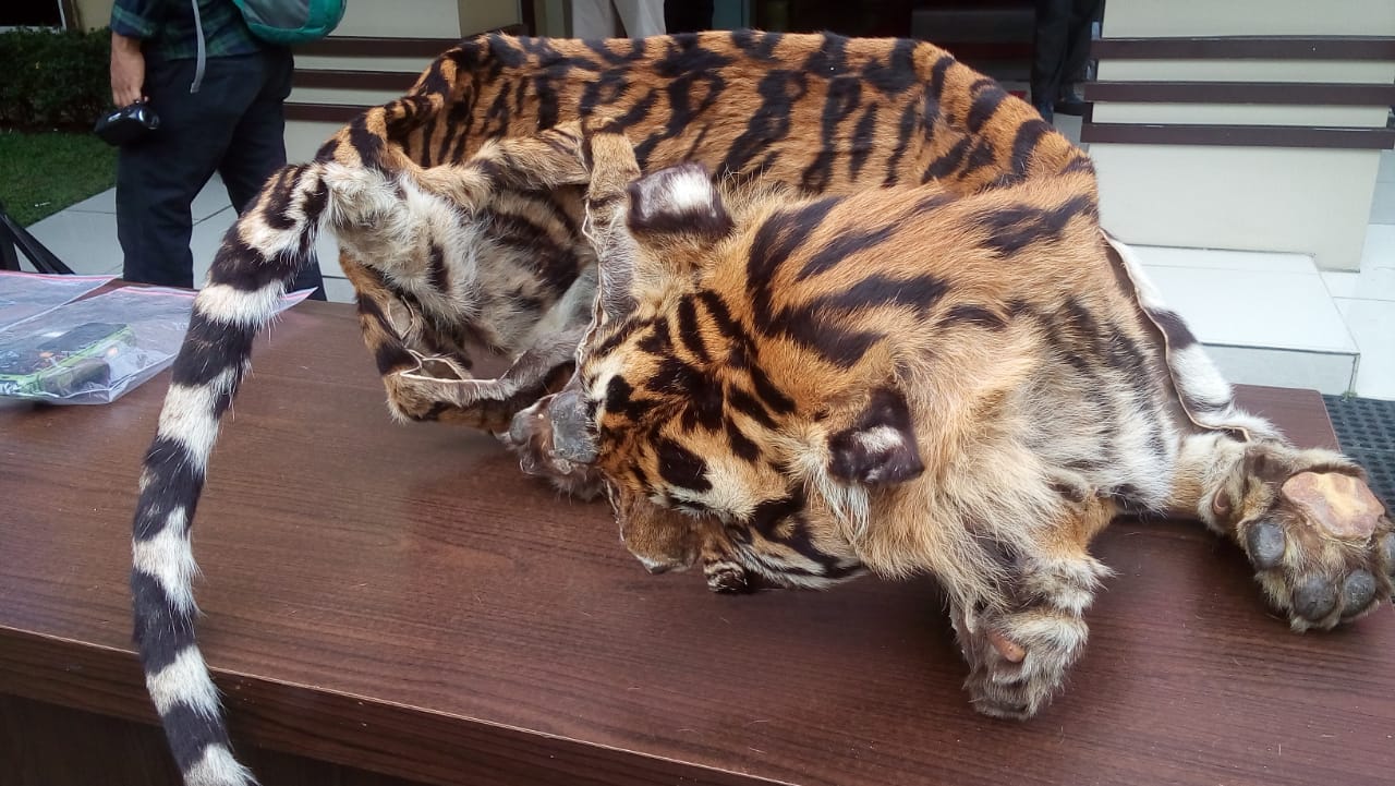 Penjual Kulit Satwa Harimau Sumatera Ditangkap