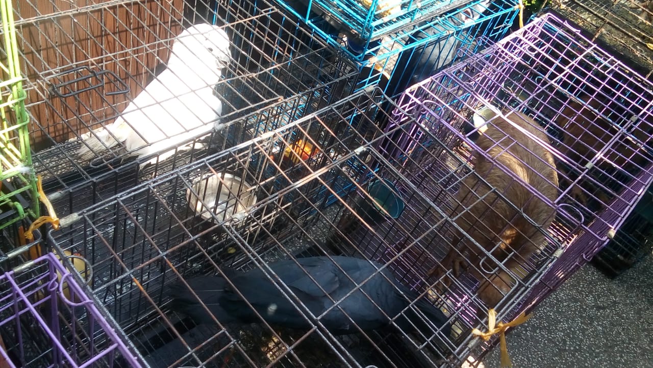 Poldasu Amankan 16 Ekor Burung di Lindungi Milik  Warga