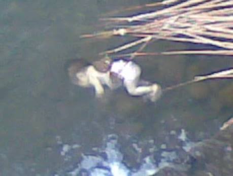 Mayat  Bayi di Temukan di Aliran Sungai Sudah Membusuk