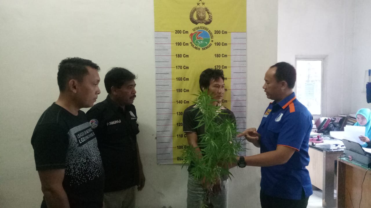 Oknum Supir Tanam Pohon Ganja Dibekuk Polisi