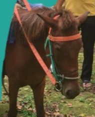 Miris, PD Pembangunan Jual Kuda Hanya Untuk Buat Taman