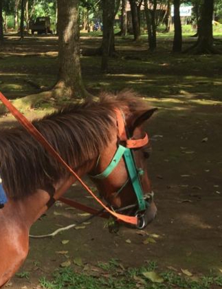 2 Ekor Kuda Dijual, Dirut PD Pembangunan Bisa Dipidana