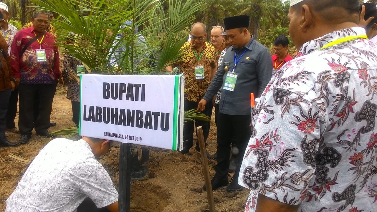 Pemkab Labuhanbatu Kejar Target Peremajaan Kelapa Sasit Petani