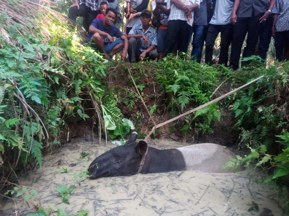 Warga Temukan Seokor Tapir di Perkebunan PTPN III Bandar Selamat
