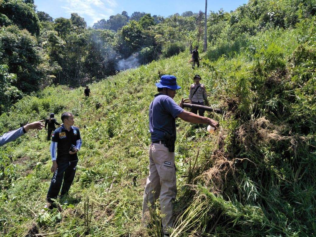 Polisi dan BNN Temukan Ladang Ganja Seluas 2 Hektar