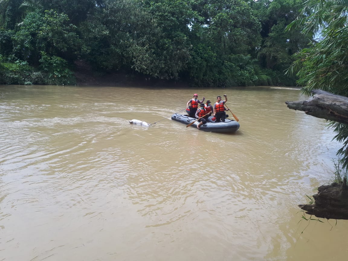 Resahkan Warga, TNI-Polri Sisir Bangkai Babi di Sungai Belawan