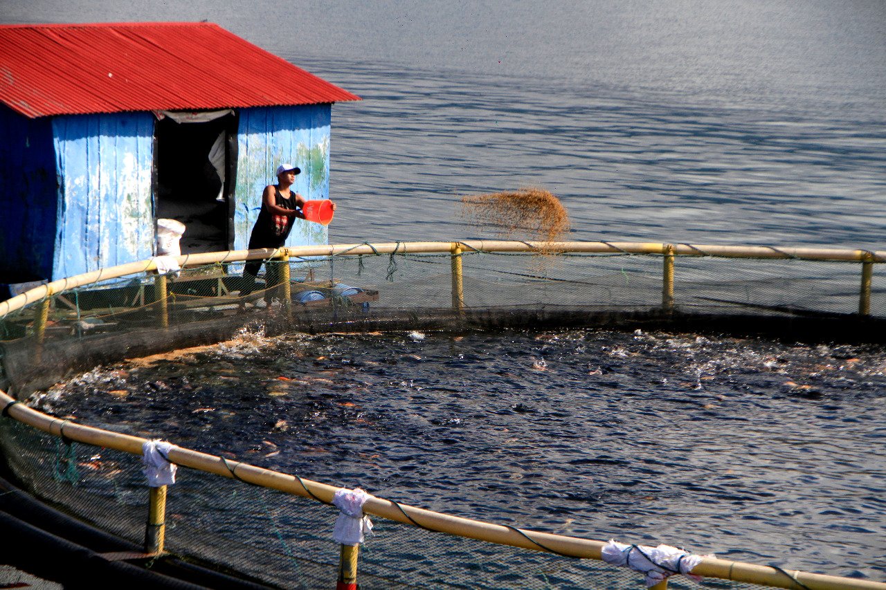 Aquafarm Tinjau KJA di Danau Toba