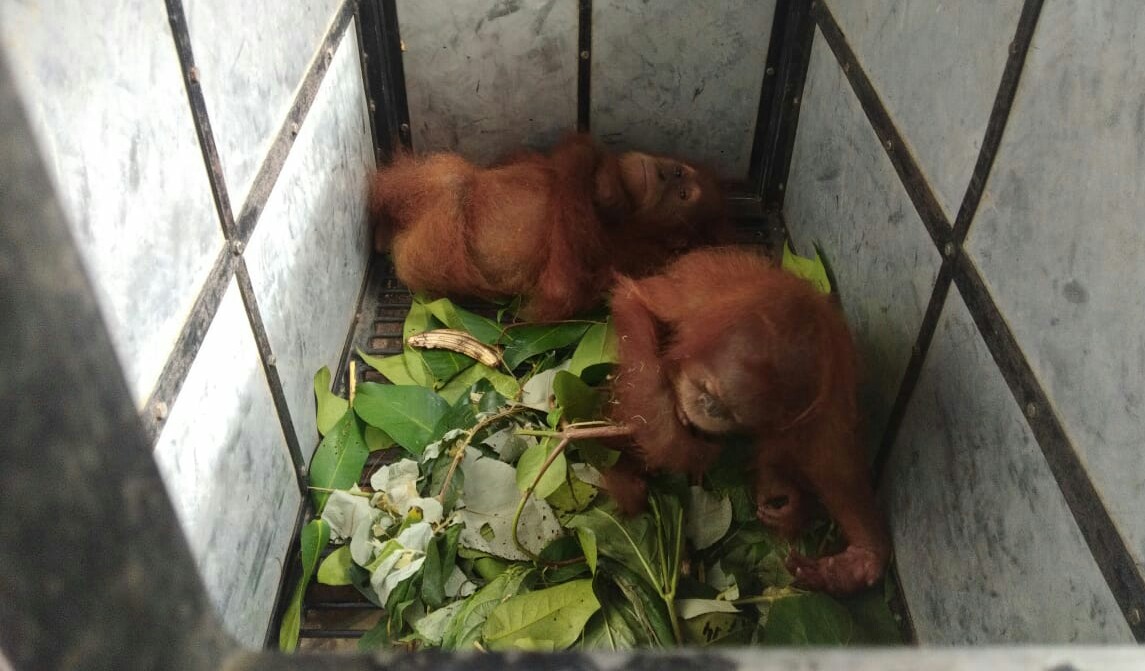 Dua Ekor Anak Orangutan Disita Dari Warga