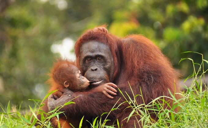 Orangutan Sumatera Diambang Punah Akibat Perburuan Liar