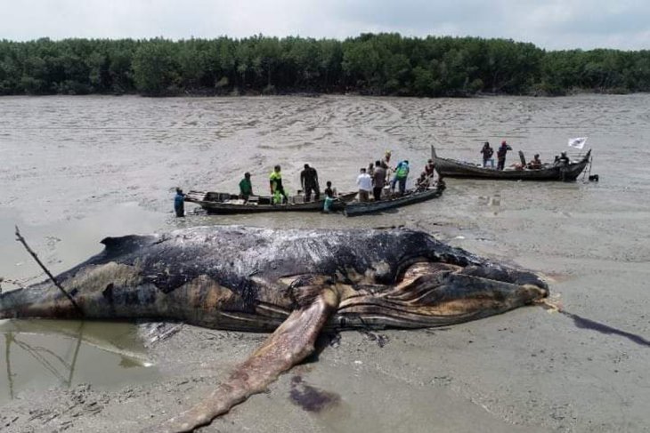 Tulang Paus Biru Akan di Museumkan