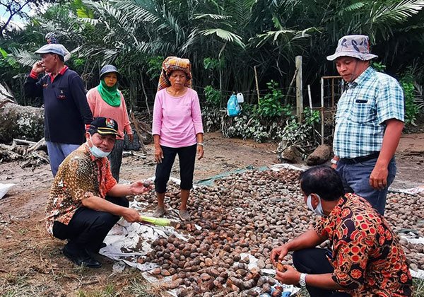 Pasca-Banjir Lahar Dingin - Bupati Tarkelin Motivasi Petani