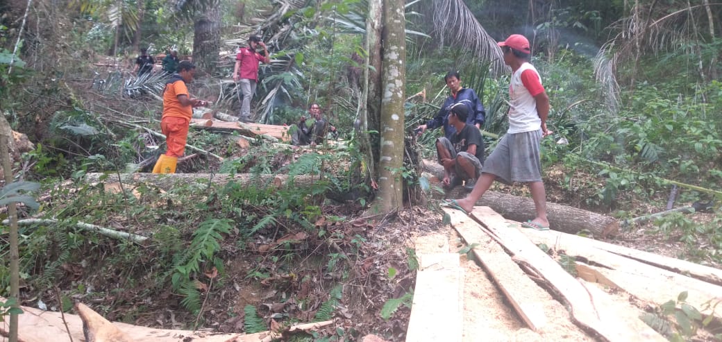 Penebangan Pinus Di Simanjalo Balige Diduga Illegal
