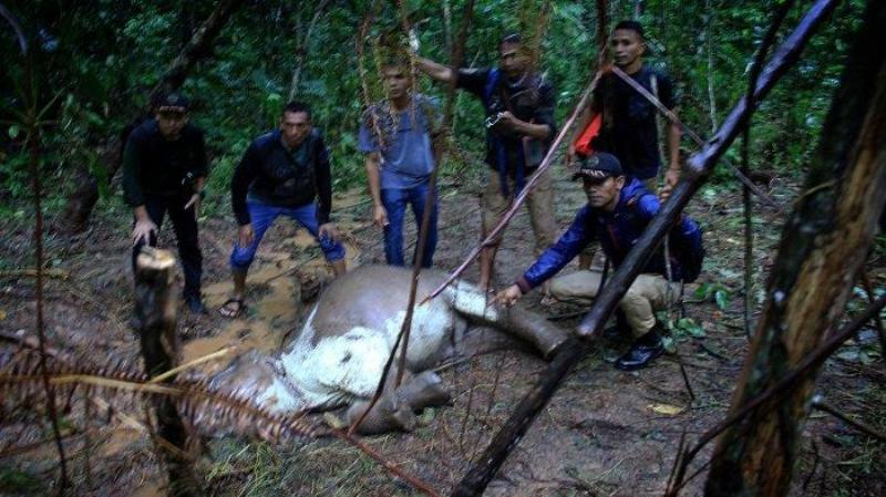 Lagi, Seekor Anak Gajah Ditemukan Mati di Aceh Jaya