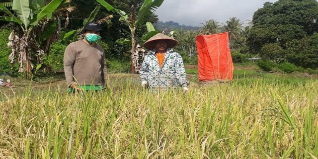 Dinas Pertanian Kota Solok Pastikan Pelayanan Petani Tidak Terganggu