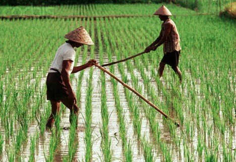 Pemerintah Beri Insentif Petani Rp 600.000 Per Bulan, Genjot Produksi Pangan