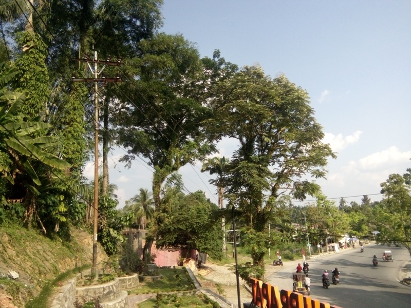 Pohon Bambu Penyebab Ledakan di Jl. WR. Supratman Rantauprapat