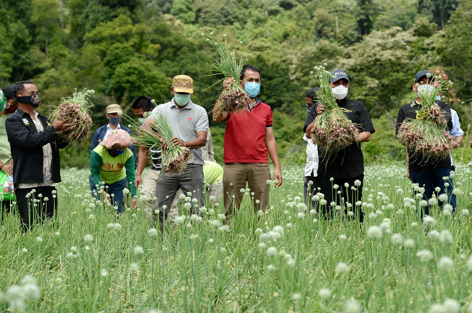 Panen 16 Ton Bawang Merah, Gubsu Apresiasi Petani Tetap Produktif di Tengah Pandemi