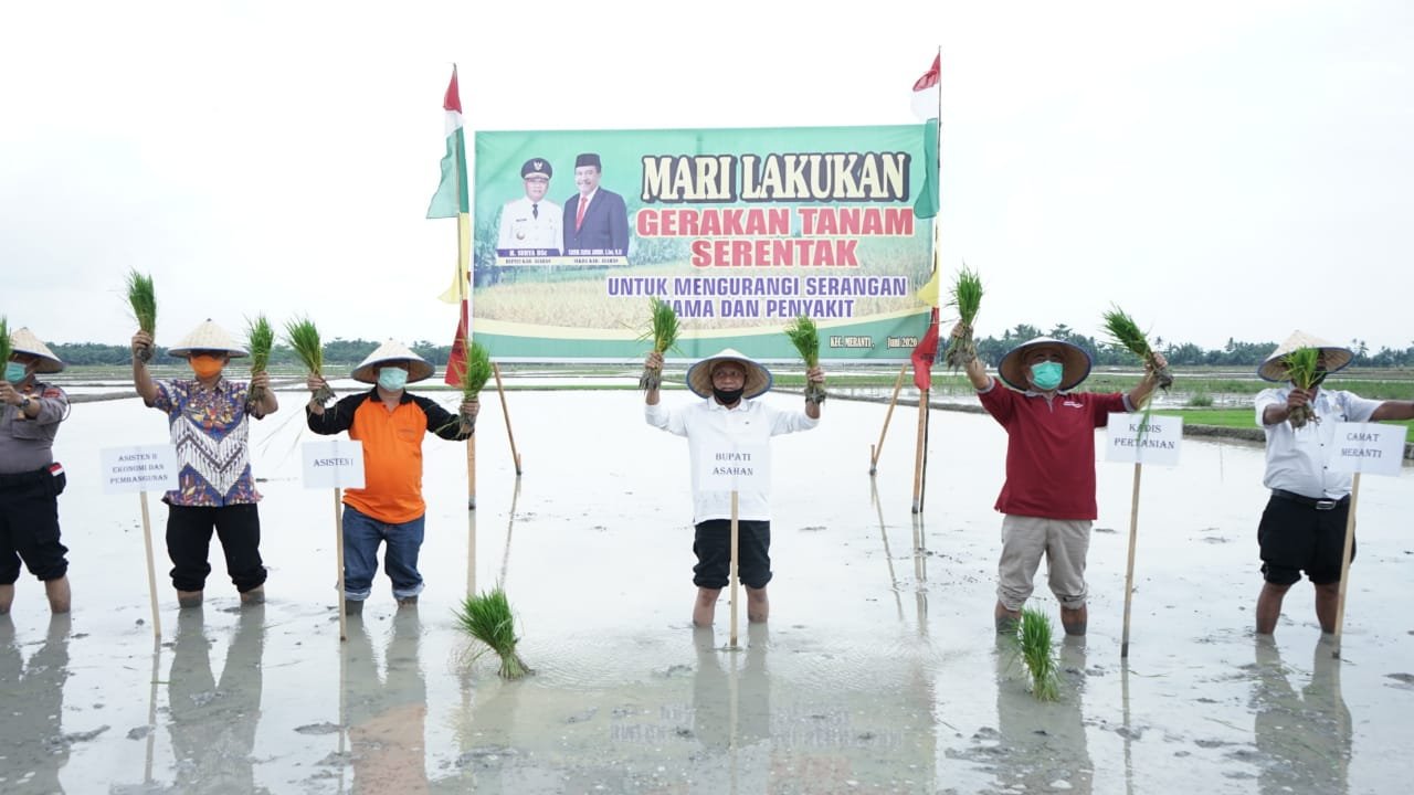 Bupati Asahan hadiri Penanaman Padi Sawah Serentak di Desa Serdang Meranti