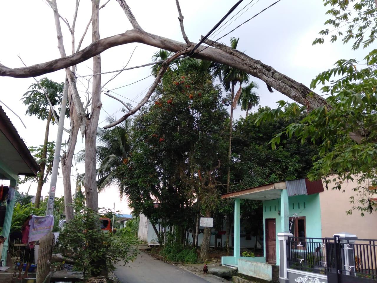 Pemadaman Listrik di ULP Pancur Batu 80 Persen Pohon Tumbang