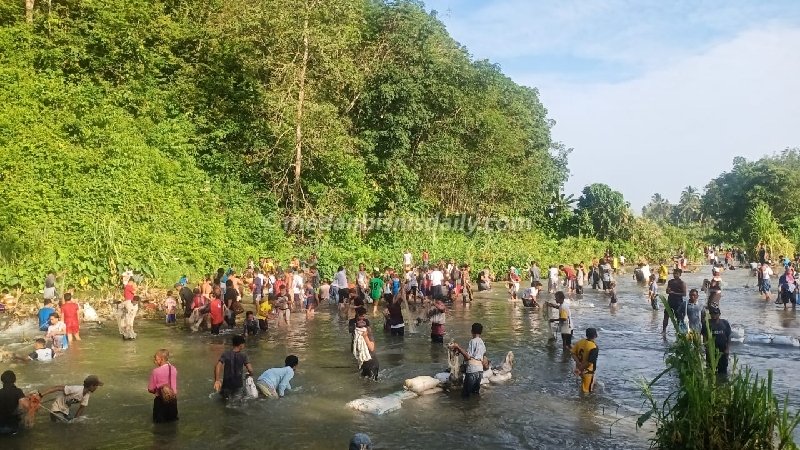 Ratusan Warga Rebutan Tangkap Ikan di Lubuk Larangan Salambue Madina