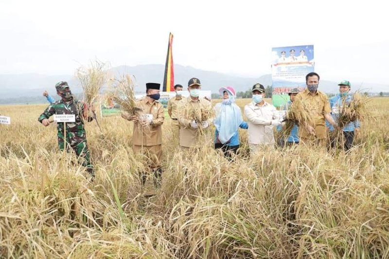 Wakil Gubernur Sumbar Panen Raya di sawah Solok