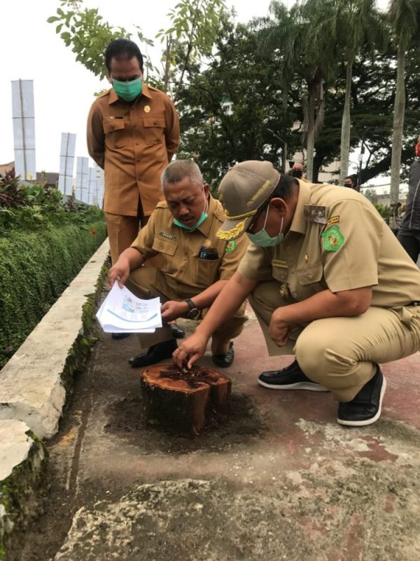 Plt Wali Kota Medan Akhyar Nasution Meninjau Lokasi Replanting, Pemilik Restoran Mutia Garden Hadirkan Pohon Tabebuya di Medan