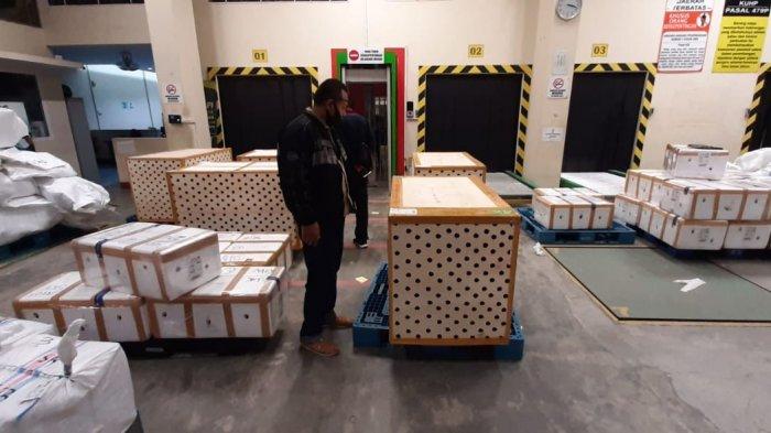 BBKSDA Sumut Lepasliarkan 628 Ekor Burung Jalak Kerbau dan 259 Burung Kacer Poci