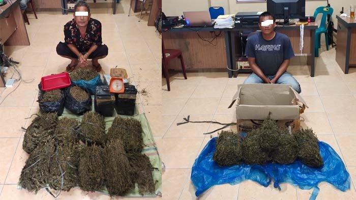 Sopir Mobil Jumbo Asal Langsa Baro Bersama Warga Aceh Utara Ditangkap, Polisi Sita 36 Kg Daun Ganja Kering