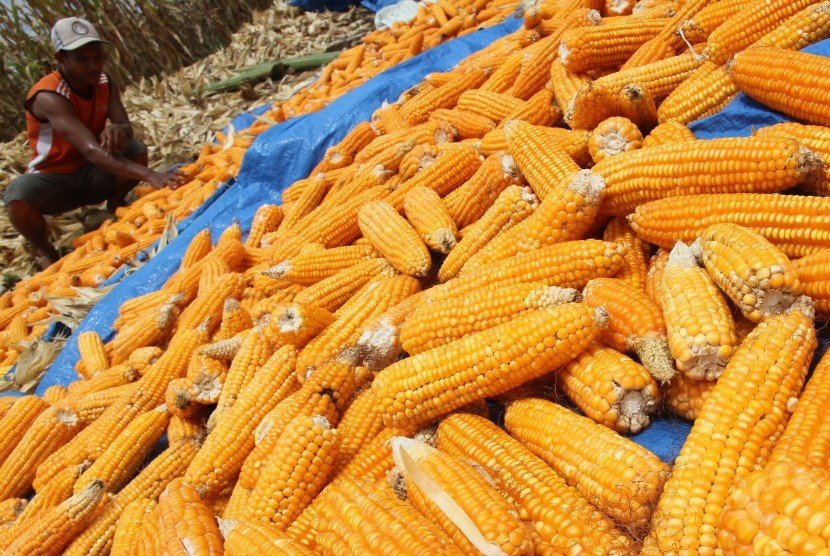 Jagung Manis asal Sumut Laris di Pasar Global