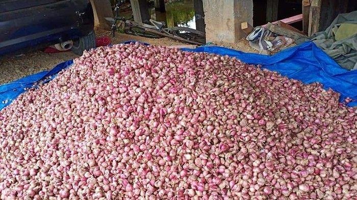 Petani di Gayo Lues Manfaatkan Areal Sawah Kembangkan Bawang Merah