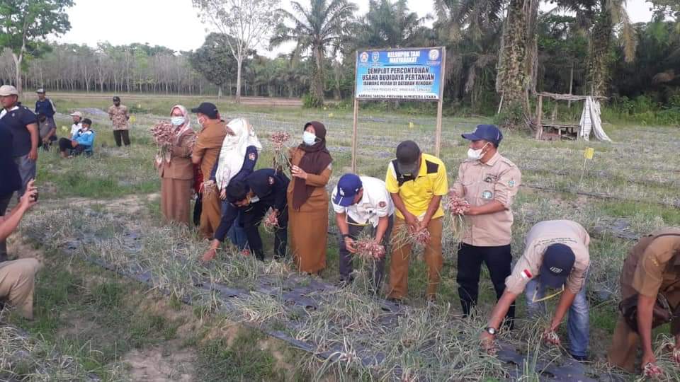 Panen Perdana Bawang Merah di Langkat, Ketua Karang Taruna : Ciptakan Petani Milenial