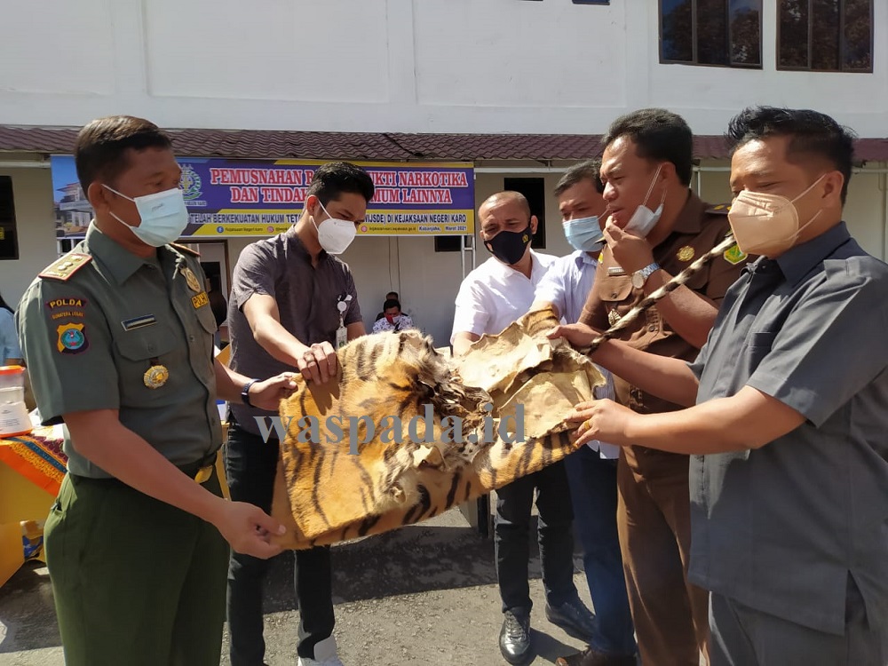 Kejari Kabanjahe Musnahkan Barang Bukti Dan Serahkan Kulit Harimau