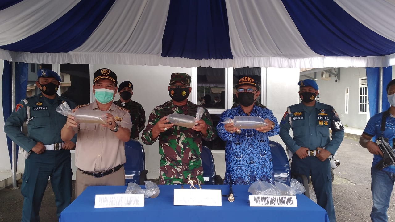 TNI AL Gagalkan Penyelundupan Ratusan Ribu Benur Senilai Puluhan Miliar Rupiah