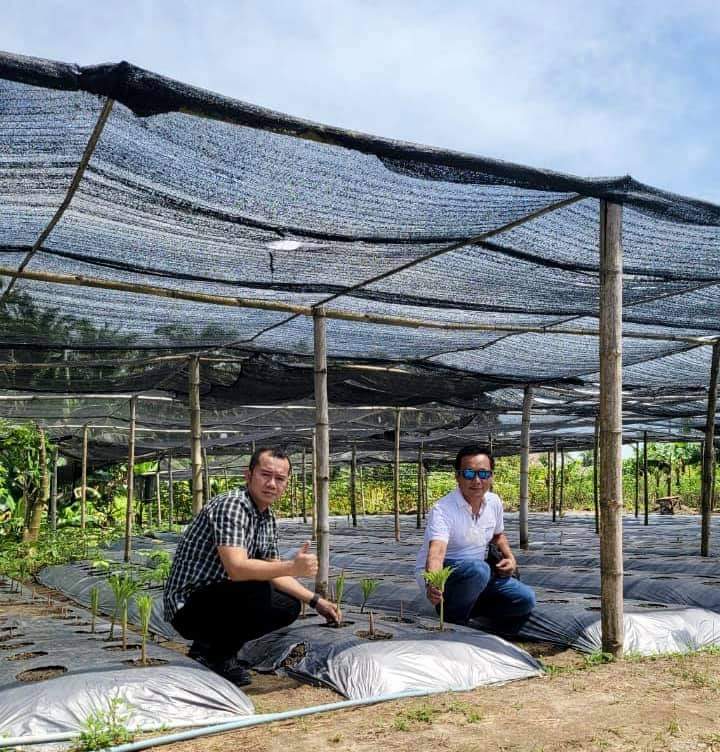 Ketua KT Sumut Dedi Kunker ke Paluta Tinjau Budidaya Porang