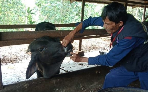 Distan Kota Solok Melakukan Pemeriksaan Kesehatan Hewan Kurban