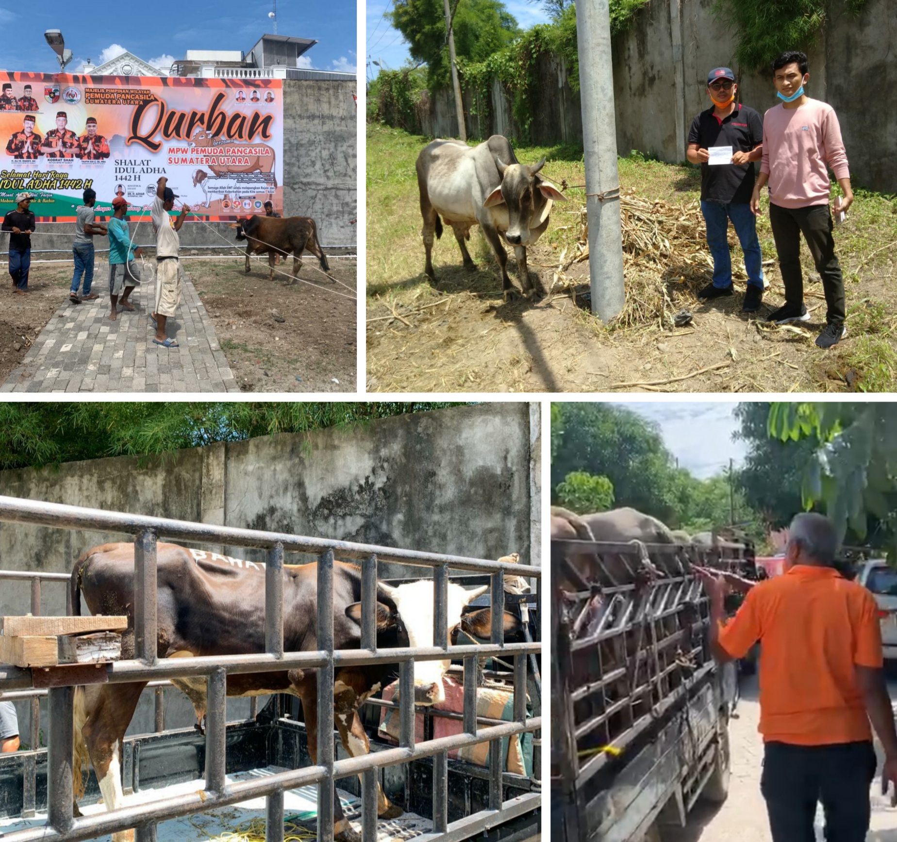 MPW PP Sumut Sembelih 18 Hewan Kurban Sapi, Kodrat Shah Sumbang 2 Ekor, Ini Daftarnya Pengkurban