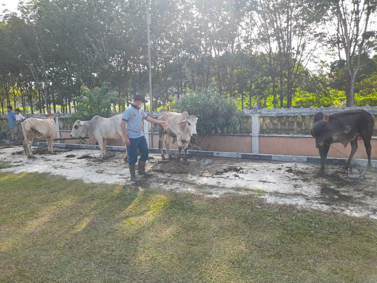 Karyawan Kebun Gunung Para Berkurban 27 Ekor Sapi