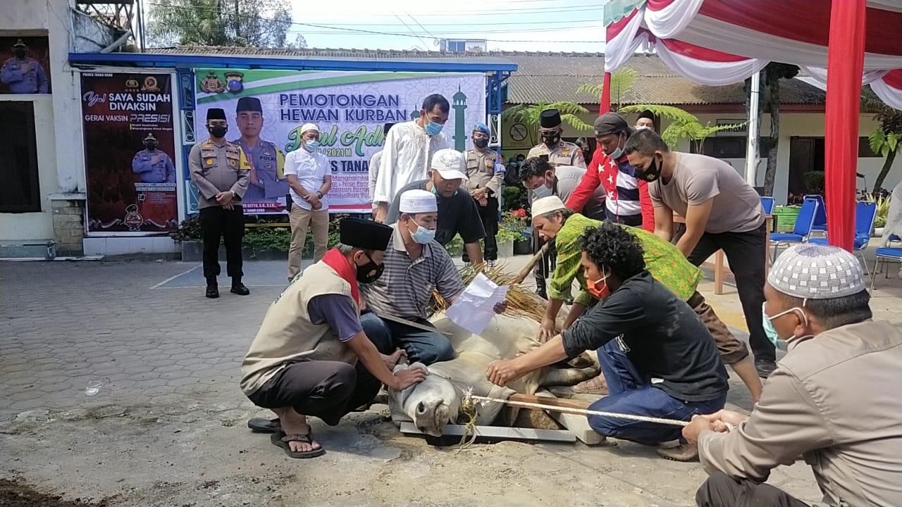 Kapolres Tanah Karo AKBP Saksikan Pemotongan Hewan Kurban,  1 Ekor Sapi dan 5 Ekor Kambing