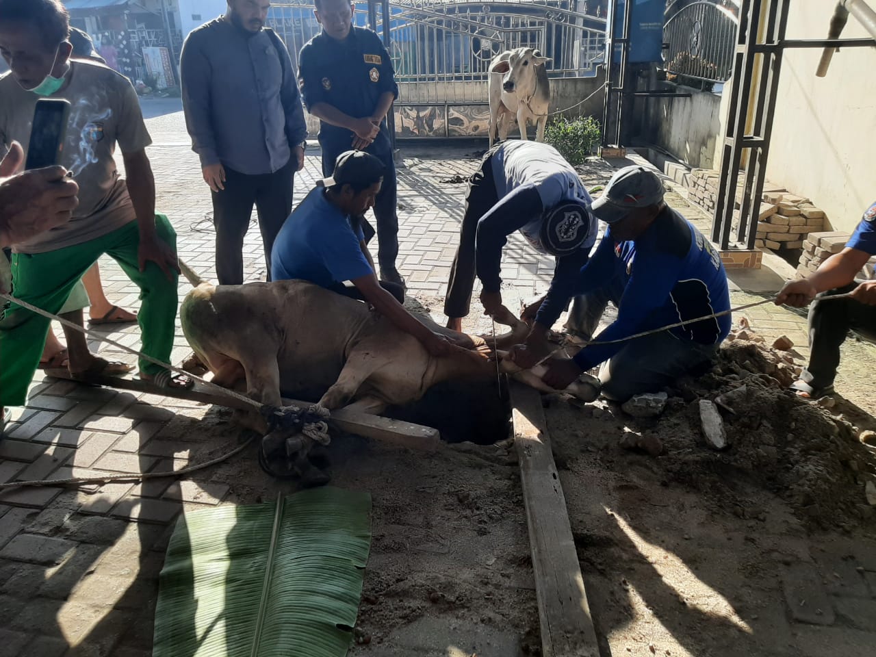 Karang Taruna  Sumut Serahkan Sapi Qurban Musa Rajekshah Kepada Masjid At-Taqwa Beringin