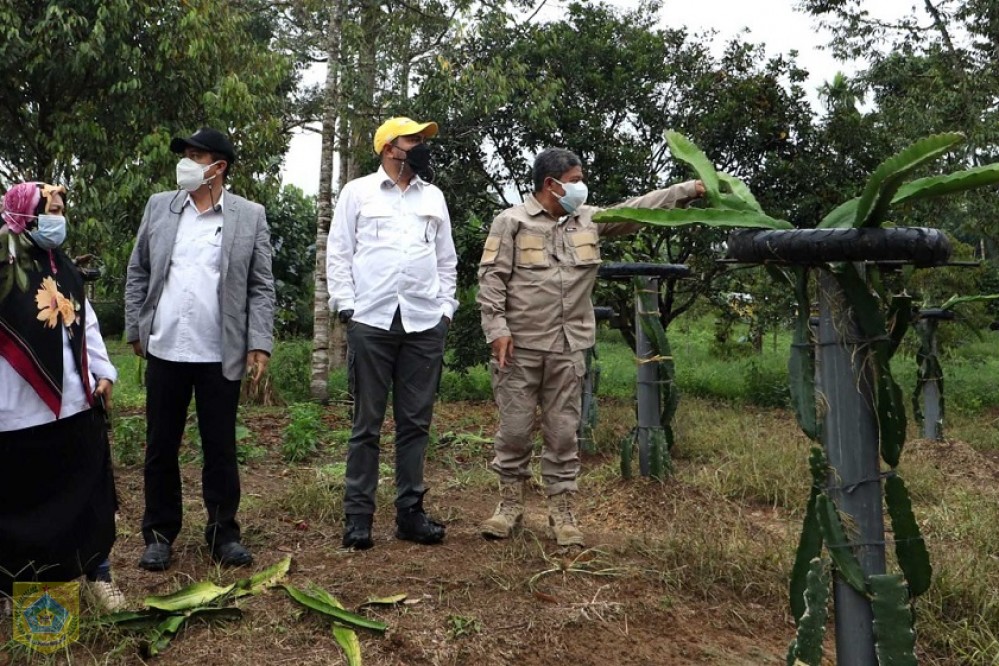 Bupati Pakpak Bharat Kunjungi Kebun Buah Naga Di Desa Simberuna