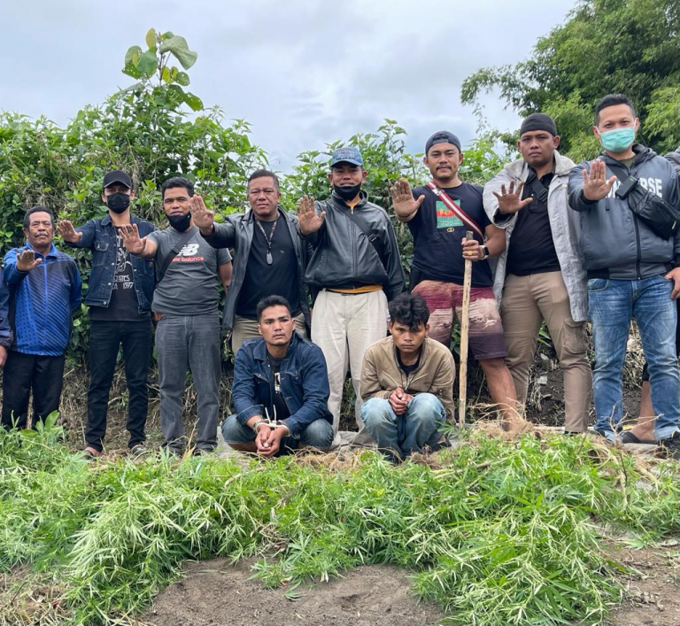 Satres Narkoba Polres Karo Bongkar Tanam Ganja Desa Sempajaya