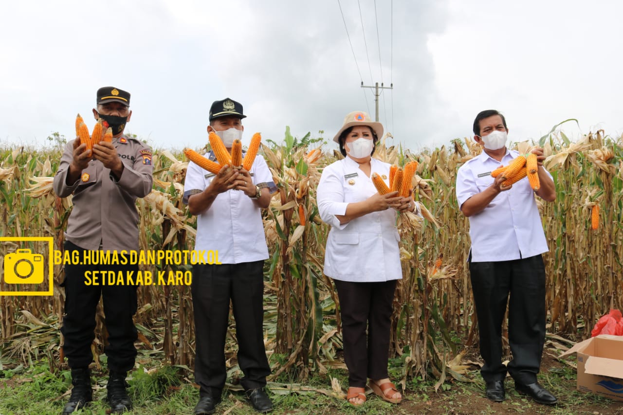 Bupati Karo PANEN RAYA JAGUNG NUSANTARA Serentak