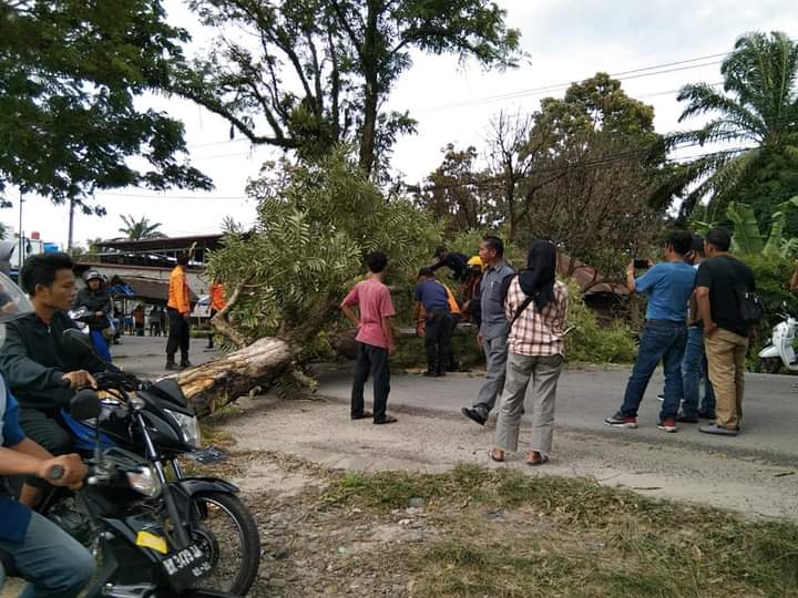 BPBD Kabupaten Labuhanbatu Gerak Cepat Atas Bencana Pohon Tumbang yang Menutupi Jalan