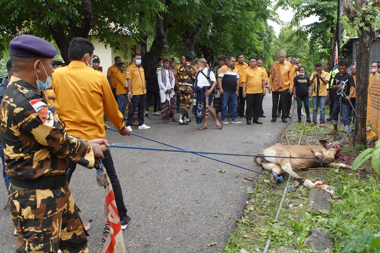 Berikan Penghormatan DPD Partai Hanura NTT, Sembelih Sapi, Ini Kata Sekjend Kodrat Shah