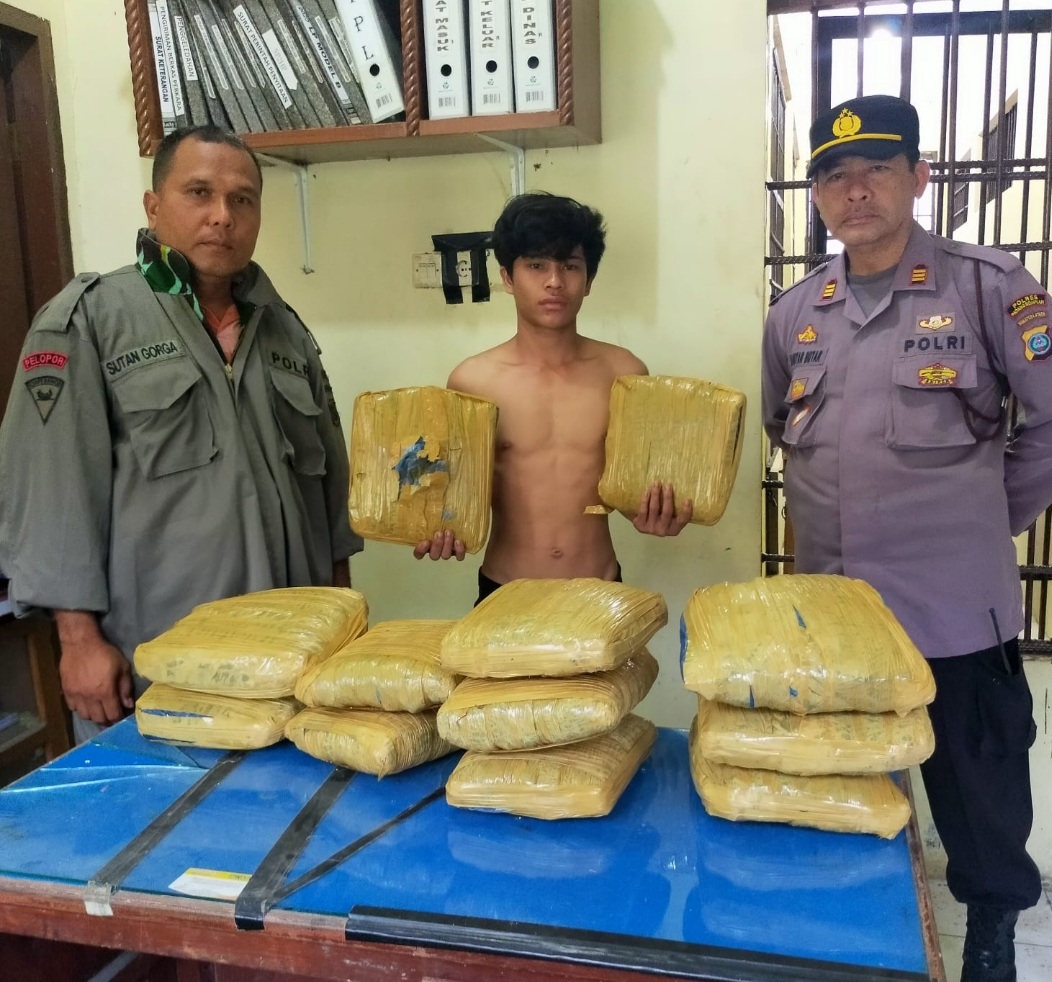 Polsek Batunadua Polres P.Sidimpuan Amankan Kurir Ganja 12 Bal Ganja