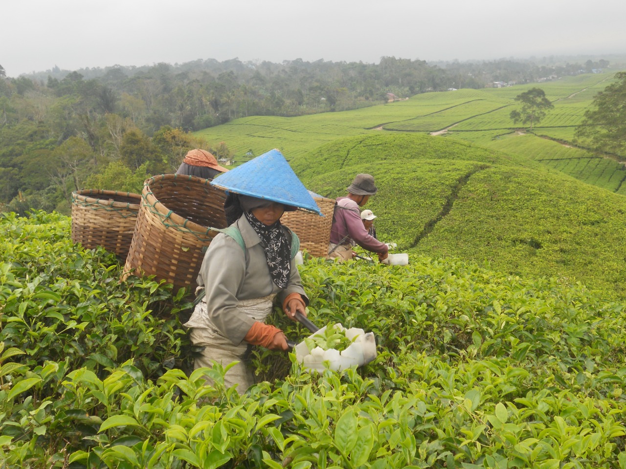 PTPN IV Klarifikasi Terkait Rencana Konversi Tanaman Teh Menjadi Sawit