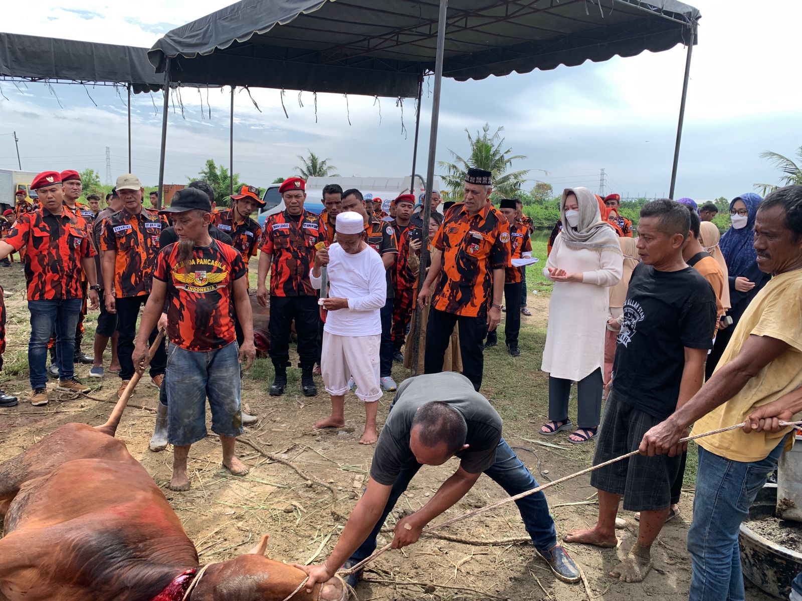 MPW Pemuda Pancasila Sumatera Utara Bagikan 1.500 Daging Kurban, Ini Kata Kodrat Shah