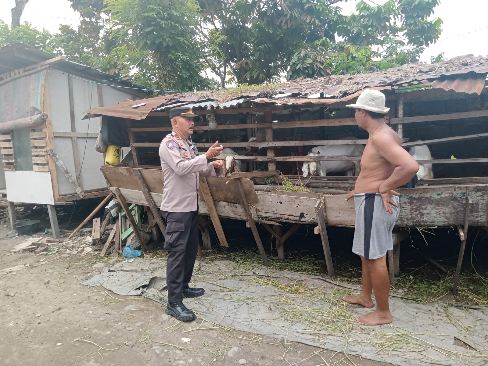 Antisipasi PMK  Polsek Percut Seituan Pantau Ternak Warga