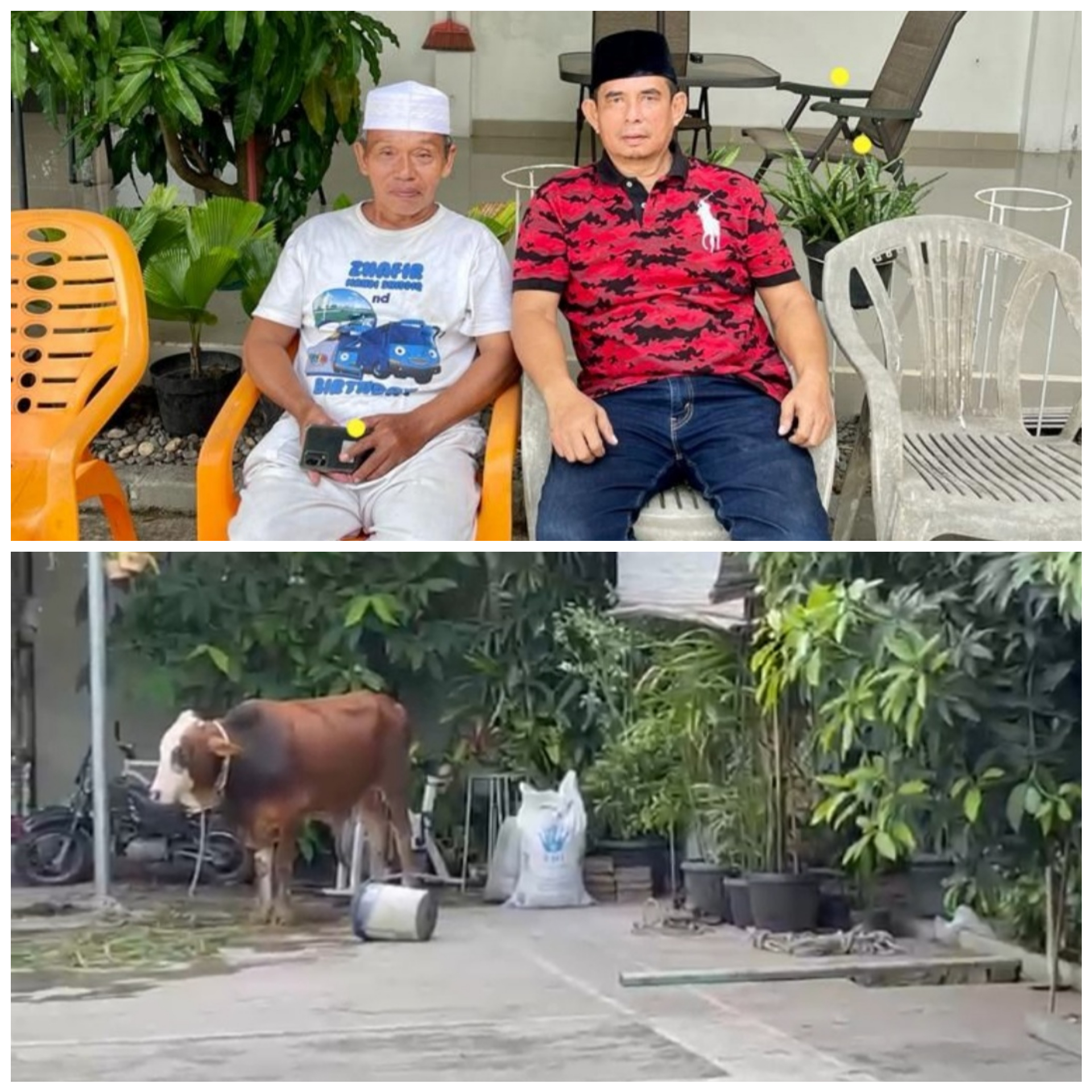 Idul Adha, Kurban 1 Ekor Sapi, Zainuddin : Wujud Syukur dan Bangga Jadi Kader Pemuda Pancasila